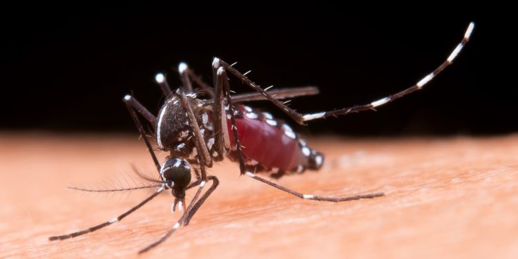 No período de chuvas, Hospital Bom Pastor faz alerta sobre dengue