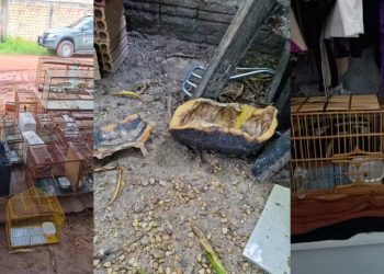 Homem é preso por manter em casa 36 pássaros em gaiolas e polícia encontra até cascos de jabuti, em RR
