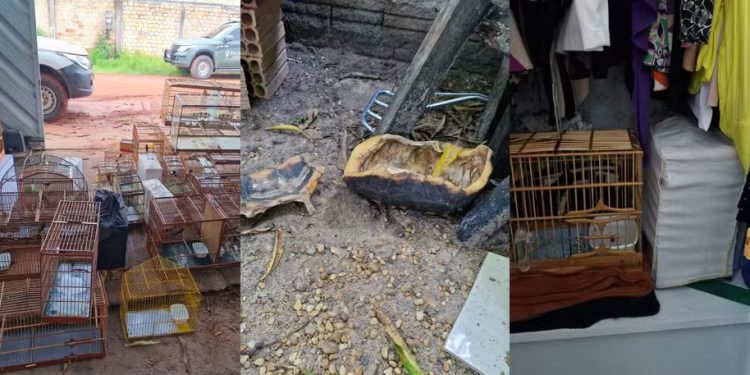 Homem é preso por manter em casa 36 pássaros em gaiolas e polícia encontra até cascos de jabuti, em RR