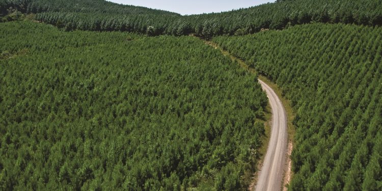 Engenharia Florestal completa 65 anos no Brasil com foco em sustentabilidade e inovação