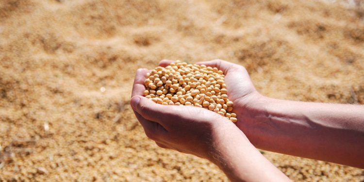 Tratamento de sementes contribui para proteção dos cultivos e aumento da produtividade em meio aos desafios climáticos