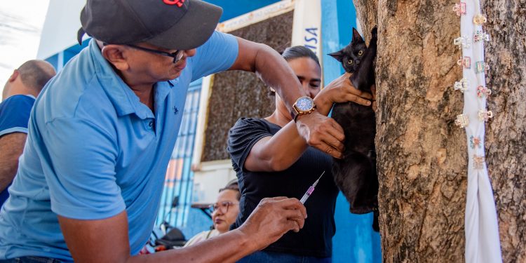 CAMPANHA ANTIRRÁBICA  Prefeitura imuniza mais de 20 mil animais contra raiva em Boa Vista