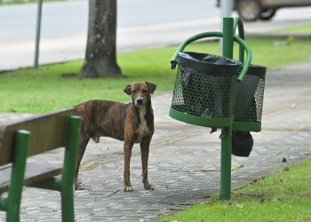 PROTEÇÃO ANIMAL   Dezembro Verde reforça combate aos maus-tratos e ao abandono de animais em Roraima