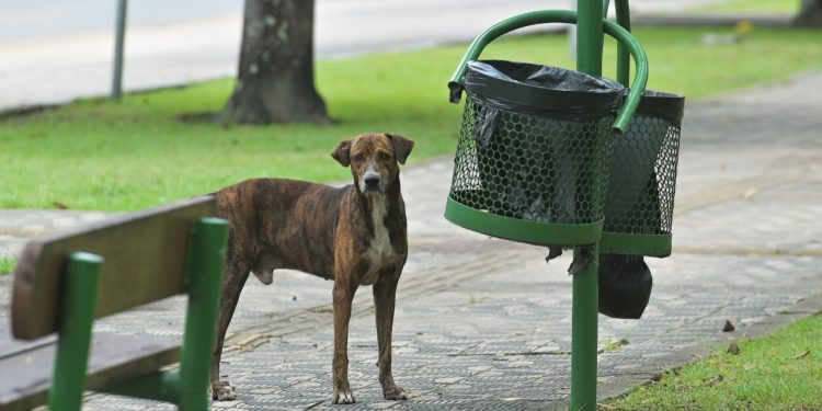 PROTEÇÃO ANIMAL   Dezembro Verde reforça combate aos maus-tratos e ao abandono de animais em Roraima