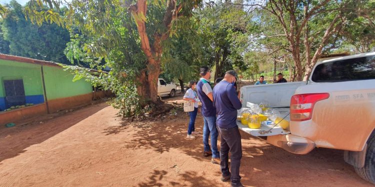 AÇÃO INTEGRADA  Governo de Roraima inicia força-tarefa contra mosca-da-carambola em Boa Vista   