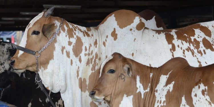 Expoinel Minas 2026 abre o calendário de exposições Ouro do Ranking Nacional de Nelore 