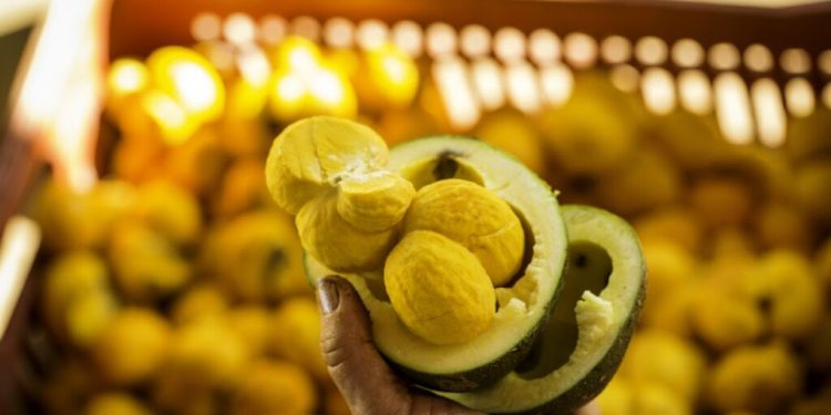 Lei do Pequi completa um ano sem regulamentação