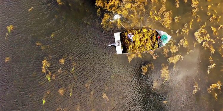 Alga marinha é aliada da agricultura contra a seca e a irregularidade das chuvas
