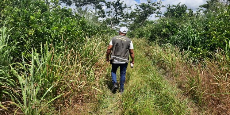DEFESA SANITÁRIA  Roraima é confirmado como área livre da principal doença dos citros no mundo
