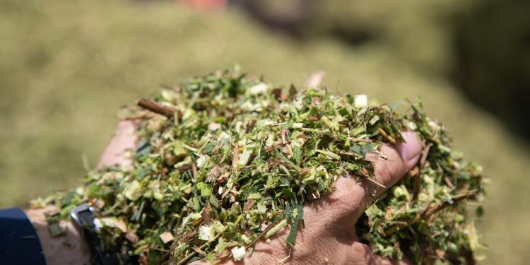 Valente ADRF 6010 surge como alternativa estratégica para silagem em sistemas pecuários intensificados