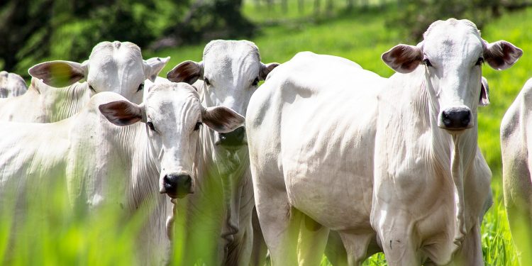 DEFESA SANITÁRIA  Campanha de atualização cadastral de rebanhos em Roraima começa em 1º de abril