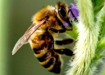 Apicultores e sojicultores se reúnem em São Gabriel (RS) para fortalecer a integração sustentável no campo