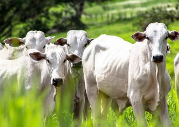 DEFESA ANIMAL  Campanha de atualização cadastral de rebanhos é prorrogada até 15 de maio