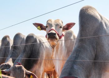 Belgo Arames leva tecnologia de monitoramento de gado e soluções em cercamento à Tecnoshow Comigo 2026 