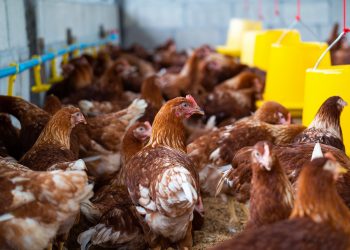 Queda de desempenho das aves no lote? Problemas respiratórios podem ser a causa