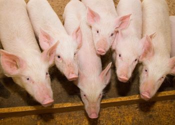 Salmonella pode circular nas granjas sem sinais e afetar a saúde dos suínos