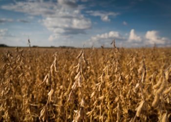 Reta final da safra é o período mais crítico da produção de soja