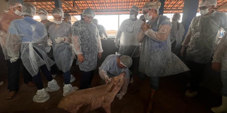 CAPACITAÇÃO  Roraima intensifica combate à Peste Suína Clássica com treinamento estratégico de veterinários