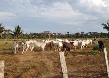 JBS é pega comprando gado de fazendas na Amazônia com alertas recentes de desmatamento e queimadas