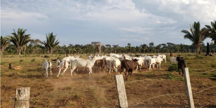 JBS é pega comprando gado de fazendas na Amazônia com alertas recentes de desmatamento e queimadas