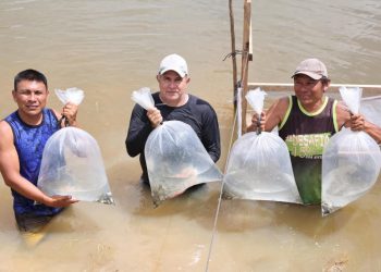 Com emenda de Marcelo Cabral, cerca de 15 mil alevinos são entregues a comunidades indígenas de Amajari