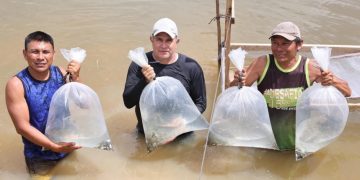 Com emenda de Marcelo Cabral, cerca de 15 mil alevinos são entregues a comunidades indígenas de Amajari