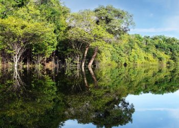 COMUNICAÇÃO    Concurso Dom Phillips e Bruno Pereira é uma resposta de reparação e defesa da Amazônia