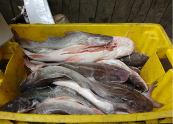 COP15 aprova plano transnacional para conservar bagres ameaçados na Amazônia