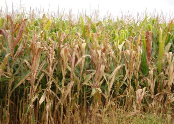 Cigarrinha-do-milho causa prejuízo de 25,8 bilhões de dólares ao País em quatro anos