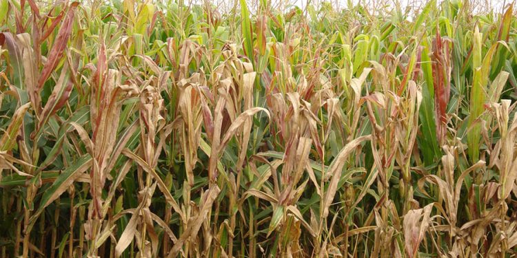 Cigarrinha-do-milho causa prejuízo de 25,8 bilhões de dólares ao País em quatro anos