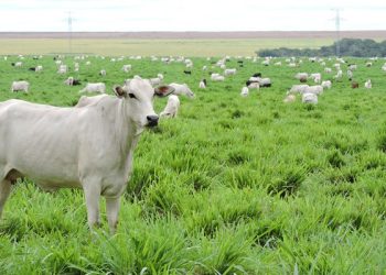 Embrapa, ABCZ e Baldan apresentam estratégias para recuperação de pastagens e novas cultivares de forrageiras na Expozebu 2026