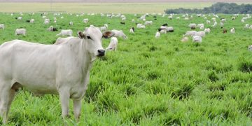 Embrapa, ABCZ e Baldan apresentam estratégias para recuperação de pastagens e novas cultivares de forrageiras na Expozebu 2026