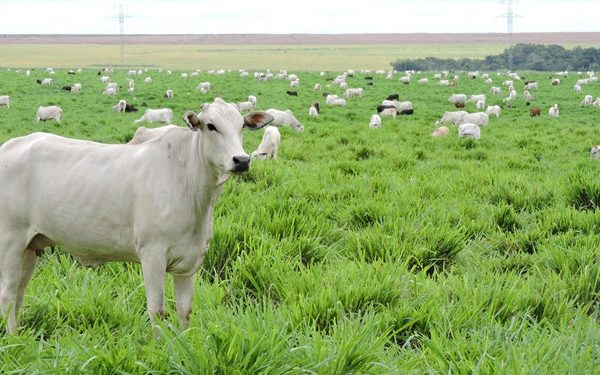 Embrapa, ABCZ e Baldan apresentam estratégias para recuperação de pastagens e novas cultivares de forrageiras na Expozebu 2026