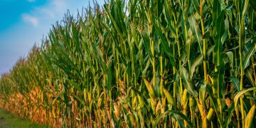 Estresse climático e desequilíbrios nutricionais desafiam potencial do milho segunda safra