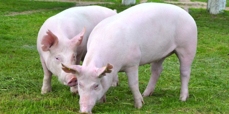 Quando o suíno não desempenha como deveria, o problema pode estar no intestino