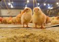Vetanco anuncia vencedores do segundo Concurso Fotográfico Chicken Lovers