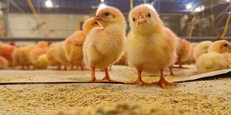 Vetanco anuncia vencedores do segundo Concurso Fotográfico Chicken Lovers