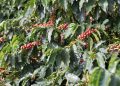 Cafeicultura brasileira tem nas algas marinhas uma aliada importante para aumento da produtividade