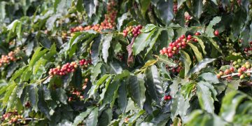 Cafeicultura brasileira tem nas algas marinhas uma aliada importante para aumento da produtividade