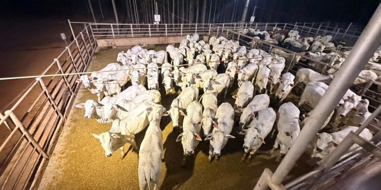 Circuito Nelore de Qualidade: confira os resultados de etapa em Nova Olinda (TO)