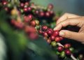  Soluções biológicas maximizam rentabilidade de cafeicultores