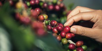  Soluções biológicas maximizam rentabilidade de cafeicultores