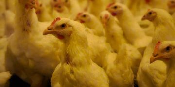 Vetanco lança o e.Vortex e leva mais tecnologia, sustentabilidade e precisão ao controle de cascudinho na avicultura