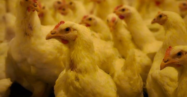 Vetanco lança o e.Vortex e leva mais tecnologia, sustentabilidade e precisão ao controle de cascudinho na avicultura