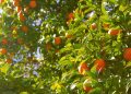 Greening avança nos laranjais e desafia a citricultura brasileira