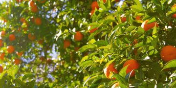 Greening avança nos laranjais e desafia a citricultura brasileira