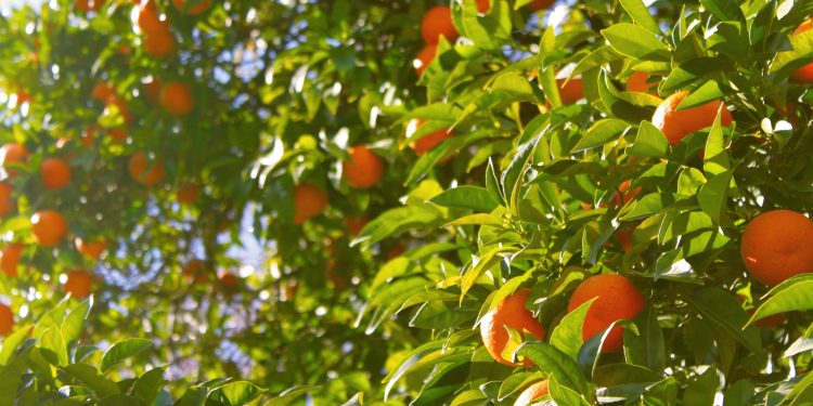 Greening avança nos laranjais e desafia a citricultura brasileira