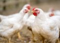 Equilíbrio intestinal é essencial no desempenho produtivo na avicultura
