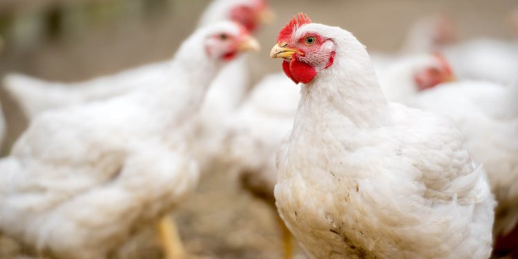 Equilíbrio intestinal é essencial no desempenho produtivo na avicultura