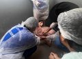 VIGILÂNCIA SOROLÓGICA  Roraima comprova ausência da peste suína clássica no rebanho do estado